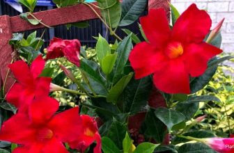 9 Heat-Loving Vines Perfect for Warm Weather Gardens