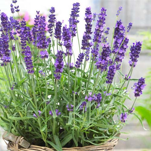 A close up of a lavender plant growing in a small wicker container, pictured on a soft focus background.
