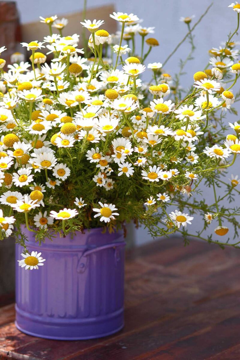 Chamomile flowers growing in a purple, metal trash can like container.