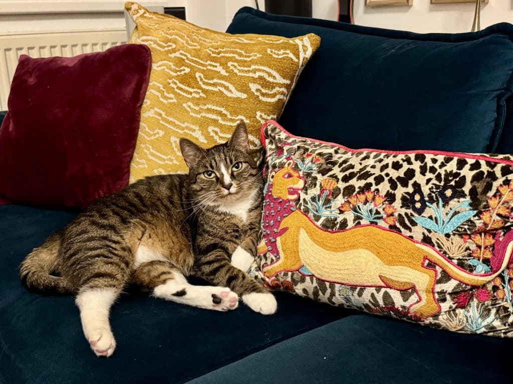 A little gray cat sitting on the sofa next to a pillow with a cartoon lion on it.