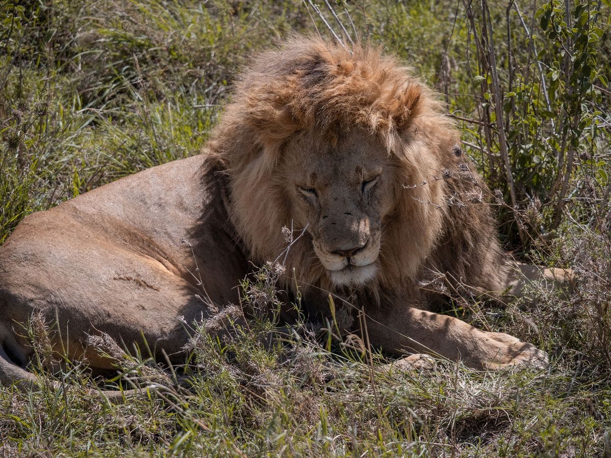 A lion resting peacefully in the grasslands of the Serengeti, Tanzania