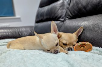 Ned Tries the Hanging Bag Method – Dogster