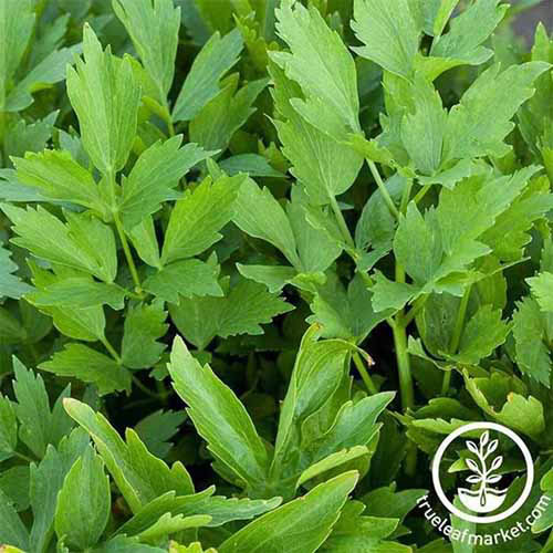 A close up square image of lovage growing in the garden. To the bottom right of the frame is a white circular logo with text.