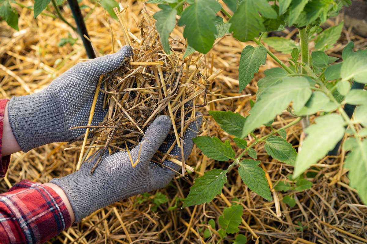 A pair of gloved female hands applies straw mulch underneath tomato plants.