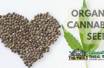 Organic Cannabis Seeds