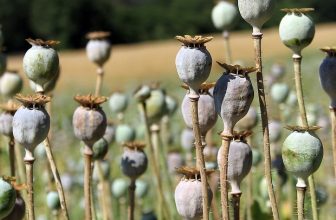 Study reveals how female hormones trigger opioid production for pain suppression