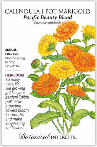 A close up of a packet of Pacific Beauty Blend calendula seeds with text to the left of the frame and a hand-drawn illustration to the right.