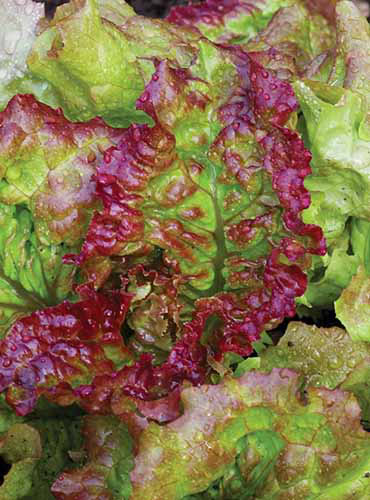 A close up of the red and green leaves of 'Prizeleaf' lettuce.