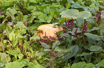 Best Companion Plants to Grow with Pumpkins