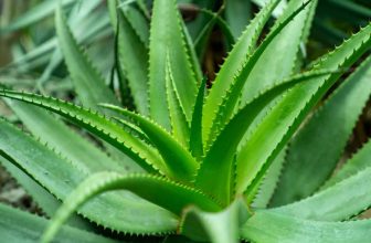 Pure Aloe Vera Benefits | Elana’s Pantry