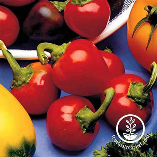 A close up square image of freshly harvested 'Red Cherry' sweet peppers set on a blue surface. In the bottom right corner of the frame is a white circular logo with text.