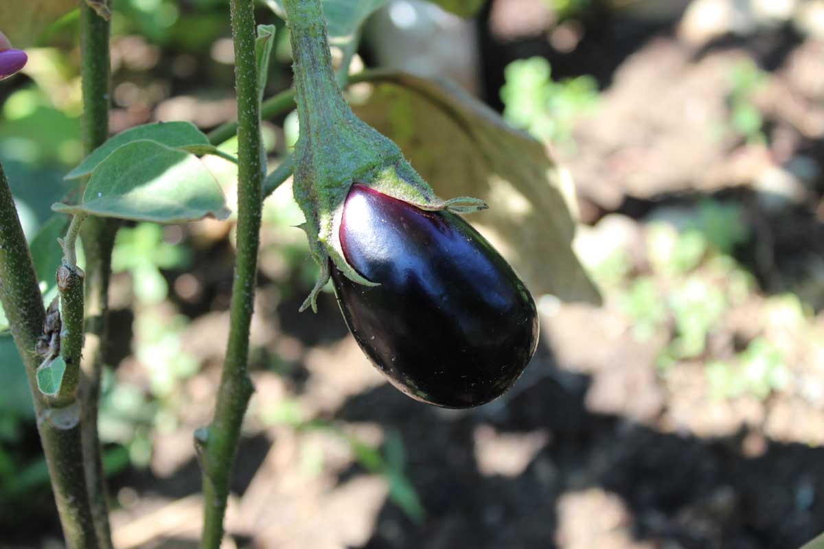 A close up horizontal image of a ripe eggplant growing in the garden pictured in filtered sunshine on a soft focus background.