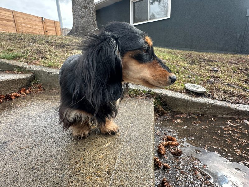Rue walking in the yard