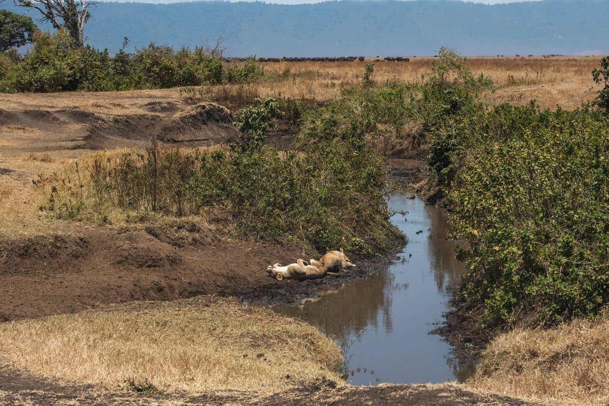 Two lions resting by a quiet river in Ngorongoro Crater, surrounded by lush vegetation and open plains.