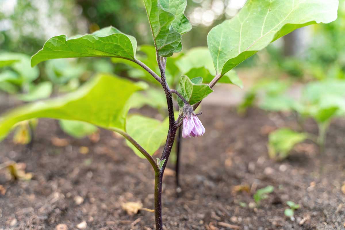 A close up horizontal image of rows of eggplant growing in the garden pictured on a soft focus background.