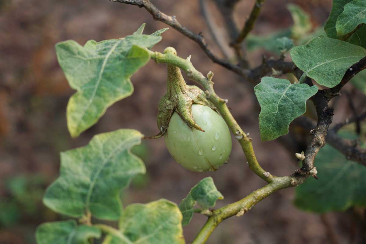 A close up horizontal image of a small unripe eggplant growing in the garden pictured on a soft focus background.