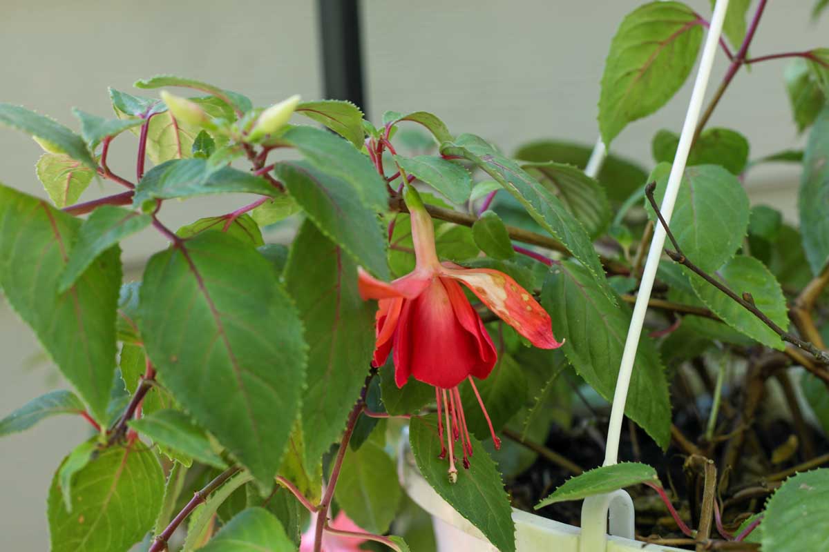 A close up horizontal image of a spent red flower on a potted plant that requires deadheading to promote further blooms.