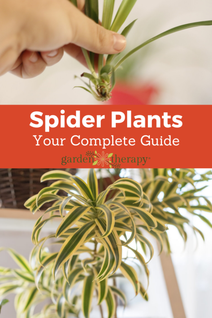 Pin image for your complete guide on how to grow, propagate, and care for spider plants.