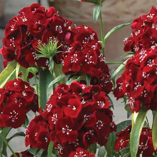 A close up square image of red Sweet 'Black Cherry' flowers growing in the garden.