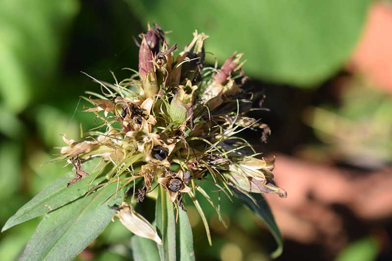 A close up horizontal image of a seed head of a sweet william flower pictured on a soft focus background.