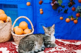The Most Instagrammable Photo Spots in Chefchaouen