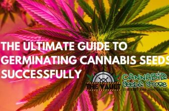 The Ultimate Guide to Germinating Cannabis Seeds Successfully