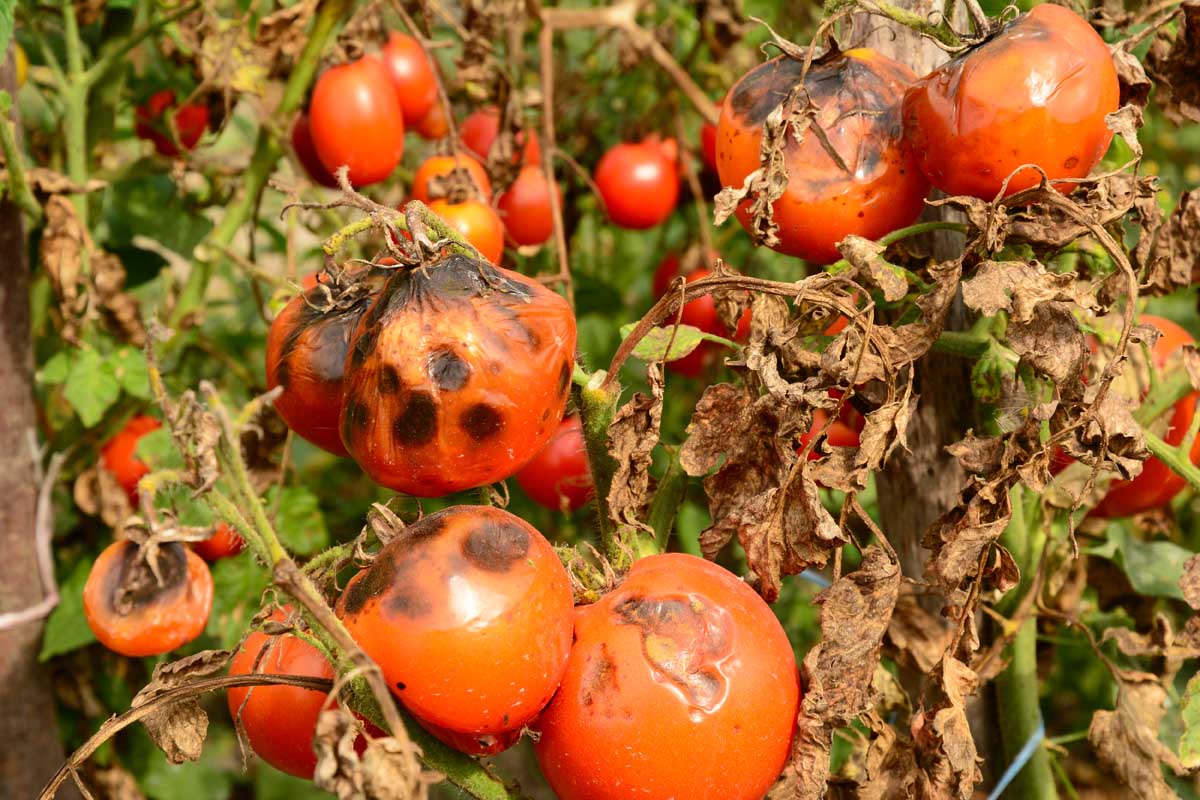 A close up of ripe red tomatoes that have gone black through a disease called late blight. To the right of the frame shows brown, dead leaves.