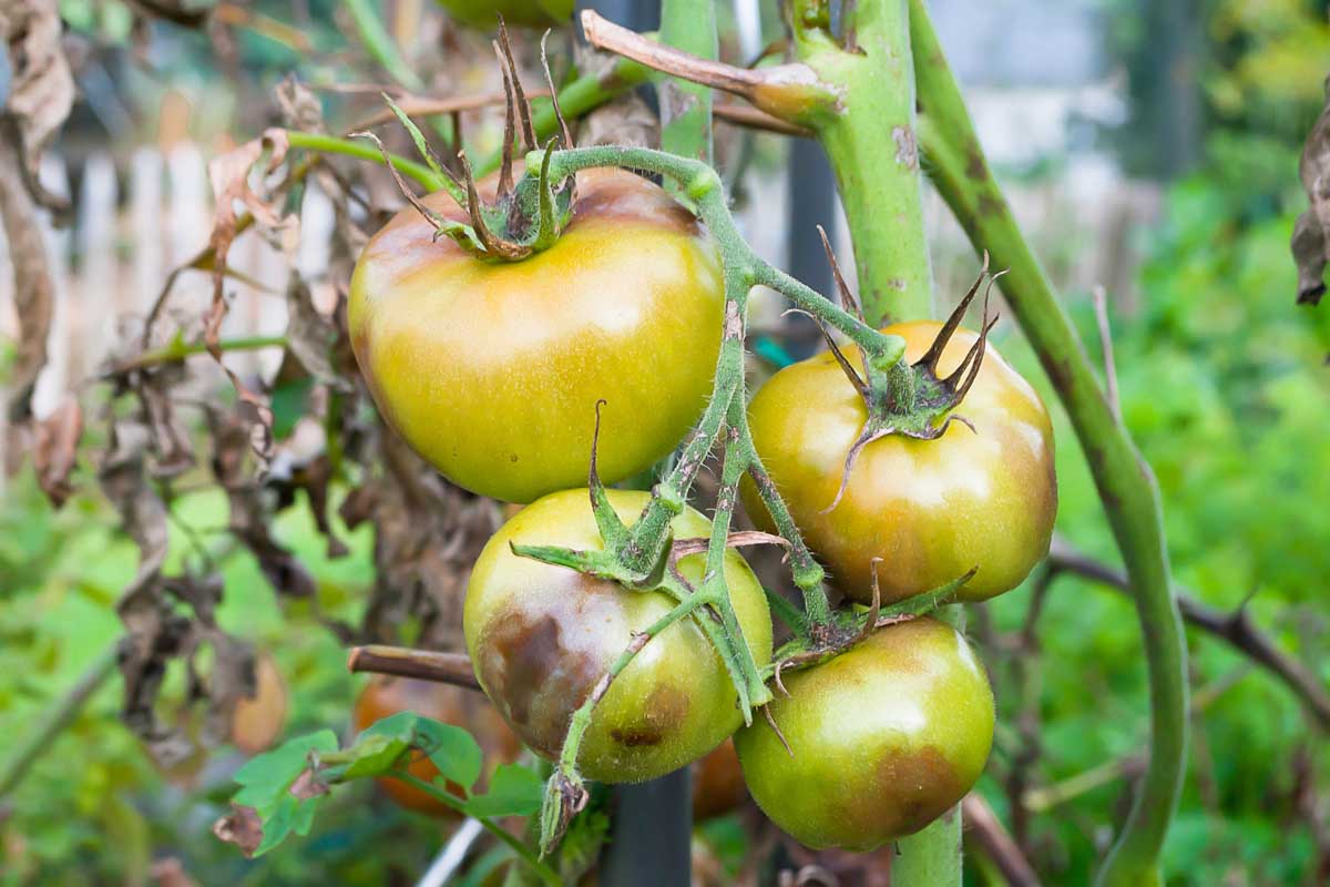 A close up of green fruit showing disease on the leaves and fruits pictured on a soft focus background.