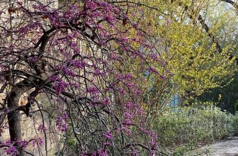 Still blogging decades later: 9 longtime garden bloggers explain why