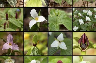 fragrant trilliums, mossy patches & more, with uli lorimer