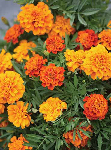A close up of red and yellow French marigolds growing in the garden.