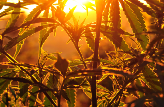 The Science Behind Hemp and Smoking Addiction– The Trost