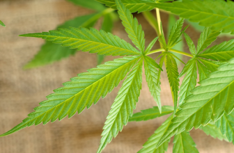 How to Use Hemp Products to Reduce Tobacco Cravings– The Trost