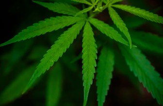 The Growing Popularity of Hemp Products in India– The Trost