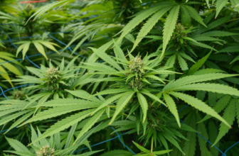 How India Can Lead the Global Hemp Revolution– The Trost