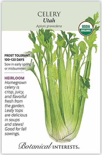 A close up of a packet of 'Utah' celery seeds with a hand-drawn illustration on the right of the frame and text on the left.