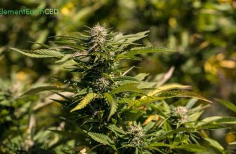 How Ruby Kush from Vance CBD Flower Can Enhance Your Daily Routine