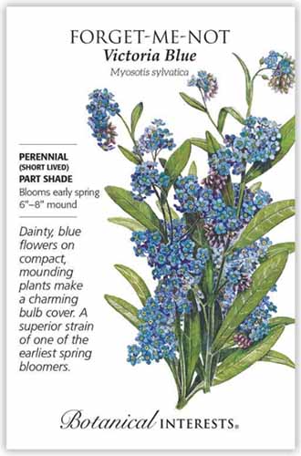 A close up vertical image of a seed packet with text to the left of the frame and an illustration of 'Blue Victoria' forget-me-nots to the right.