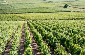 Traces of ‘forever chemical’ TFA found in European wines