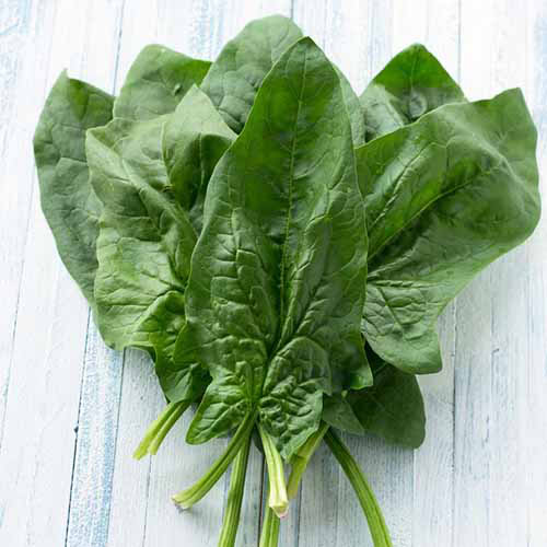 A close up square image of leaves of 'Viroflay' spinach set on a rustic white surface.