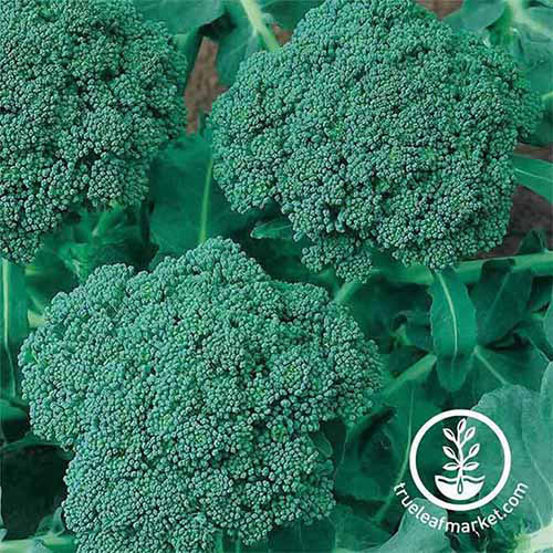 A close up square image of 'Waltham 29' broccoli growing in the garden. To the bottom right of the frame is a white circular logo with text.