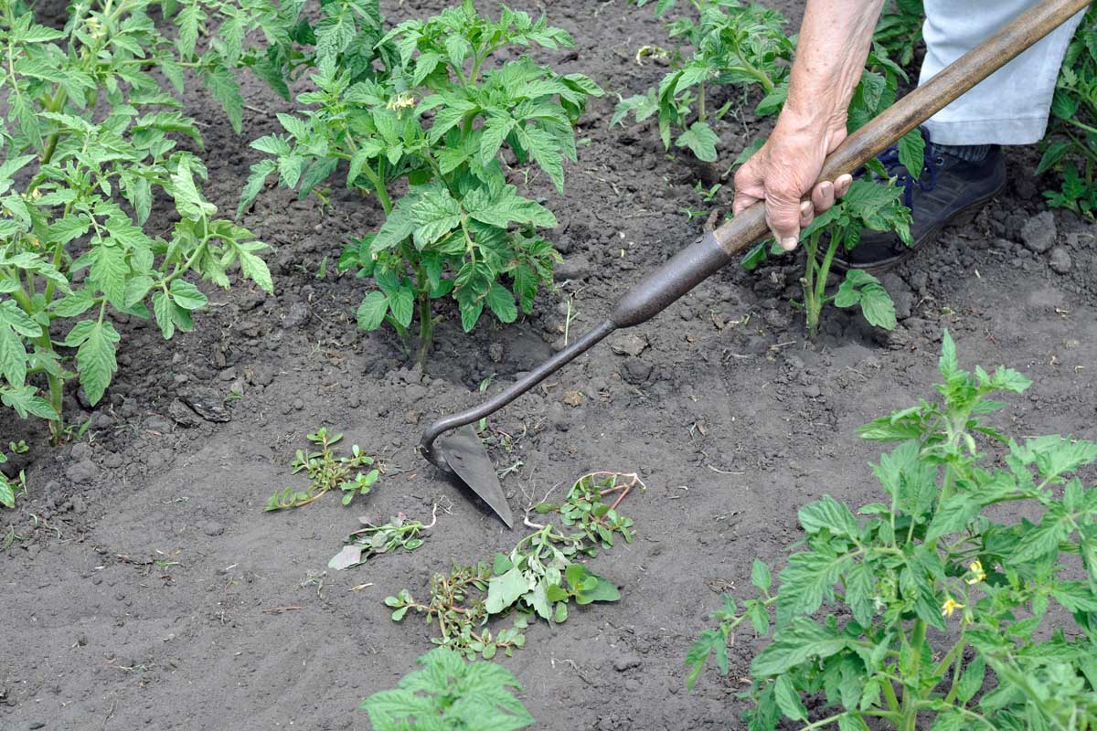 A gardener using a hoe to remove weeds underneath tomato plants.