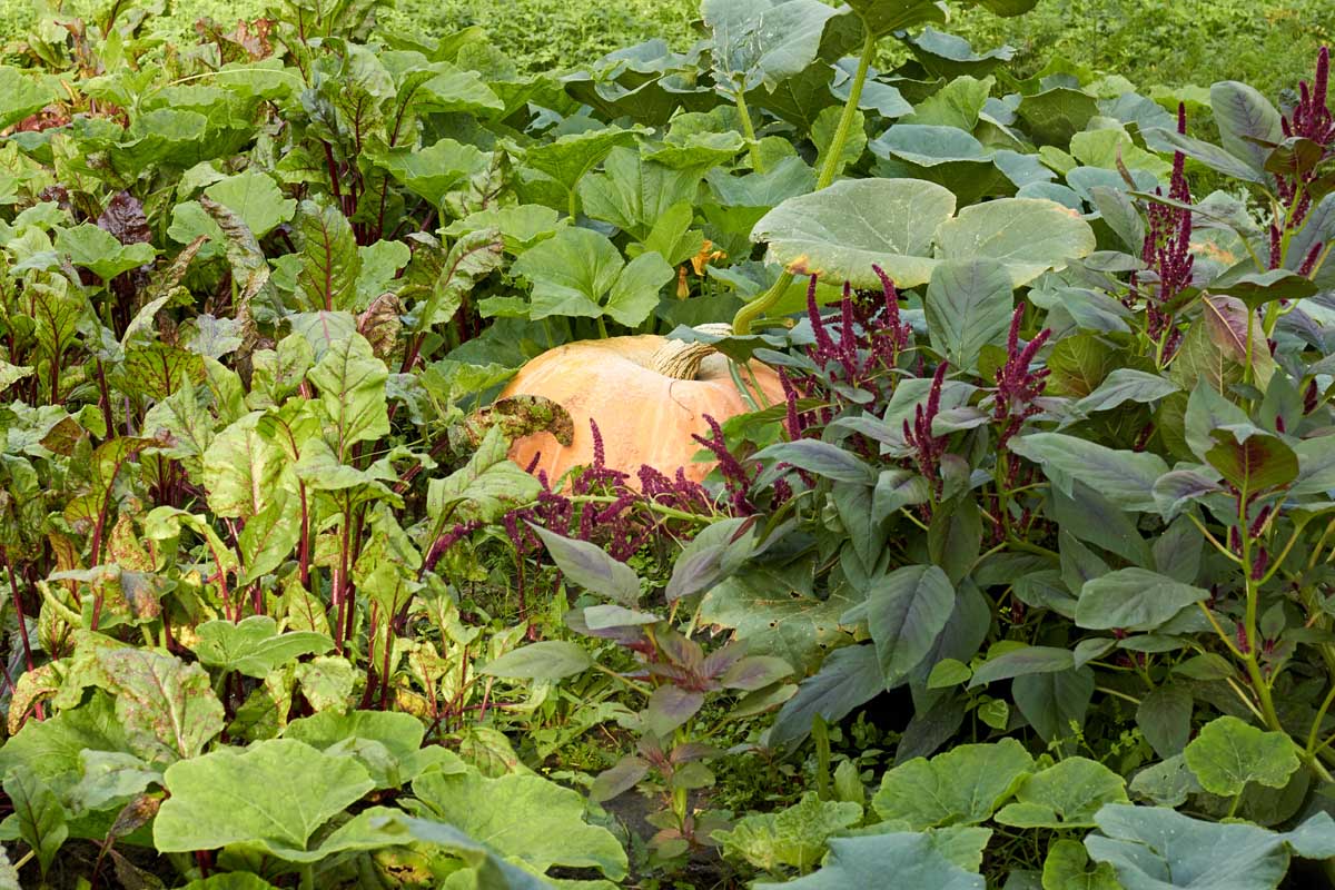 A garden scene with a pumpkin growing among a selection of other vegetables and plants.