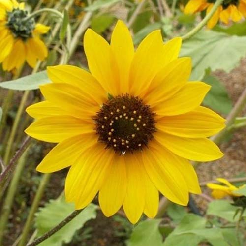 A close up of a wild sunflower, with bright yellow petals and foliage in soft focus in the background.
