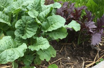 The Best Early Spring Vegetables to Grow