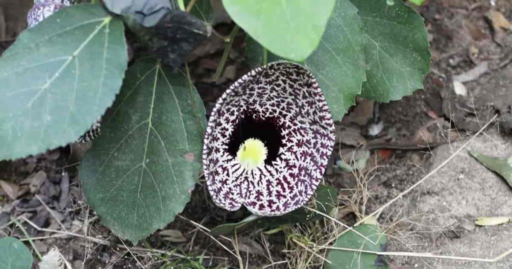Aristolochia Calico flower
