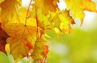 17 Powerful Ways to Celebrate the Autumn Equinox! 