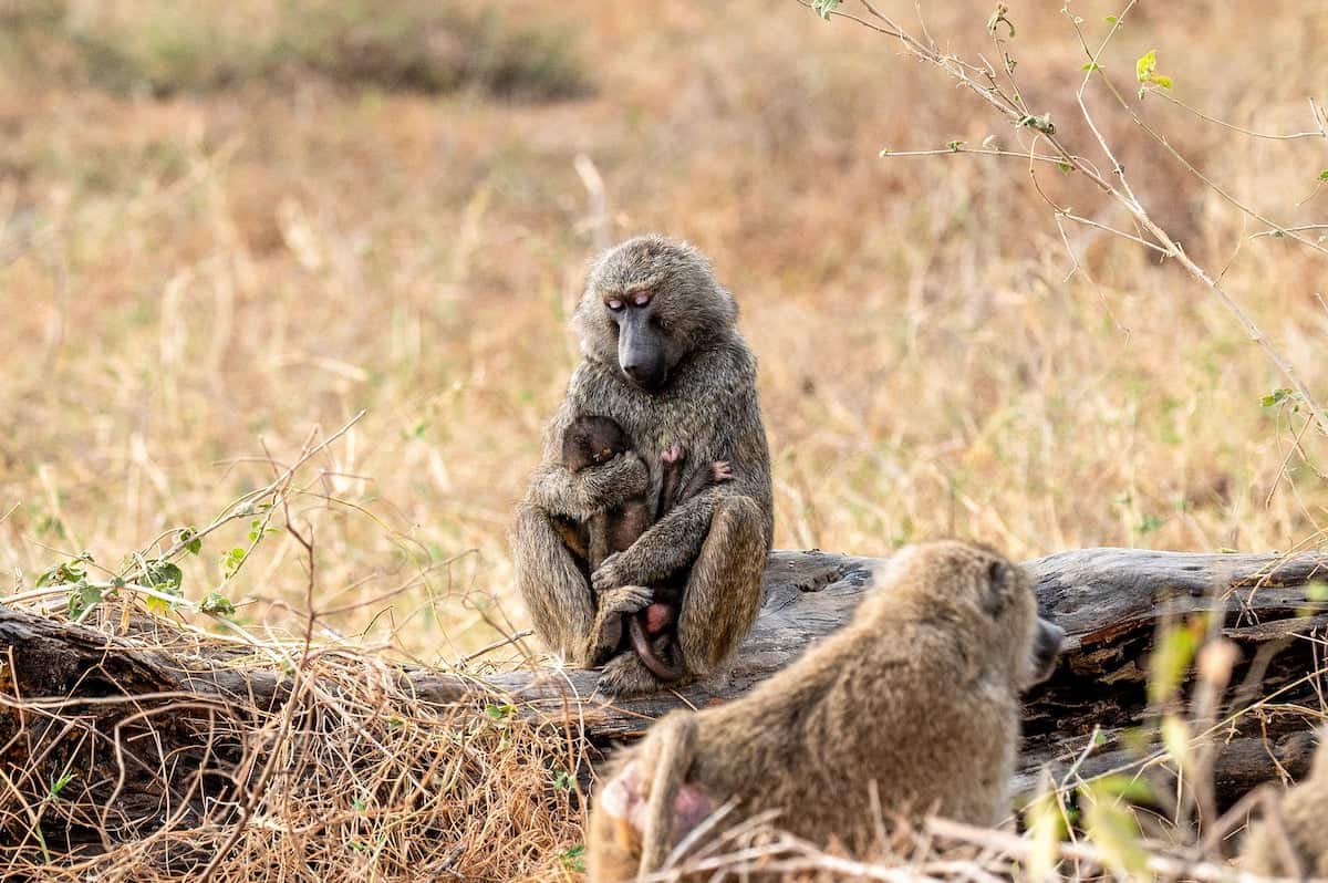 mother baboon holding a baby in Tarangire National Park in Tanzania