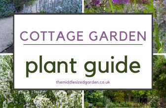 Best cottage garden plants – 25 beautiful flowers to grow – The Middle-Sized Garden