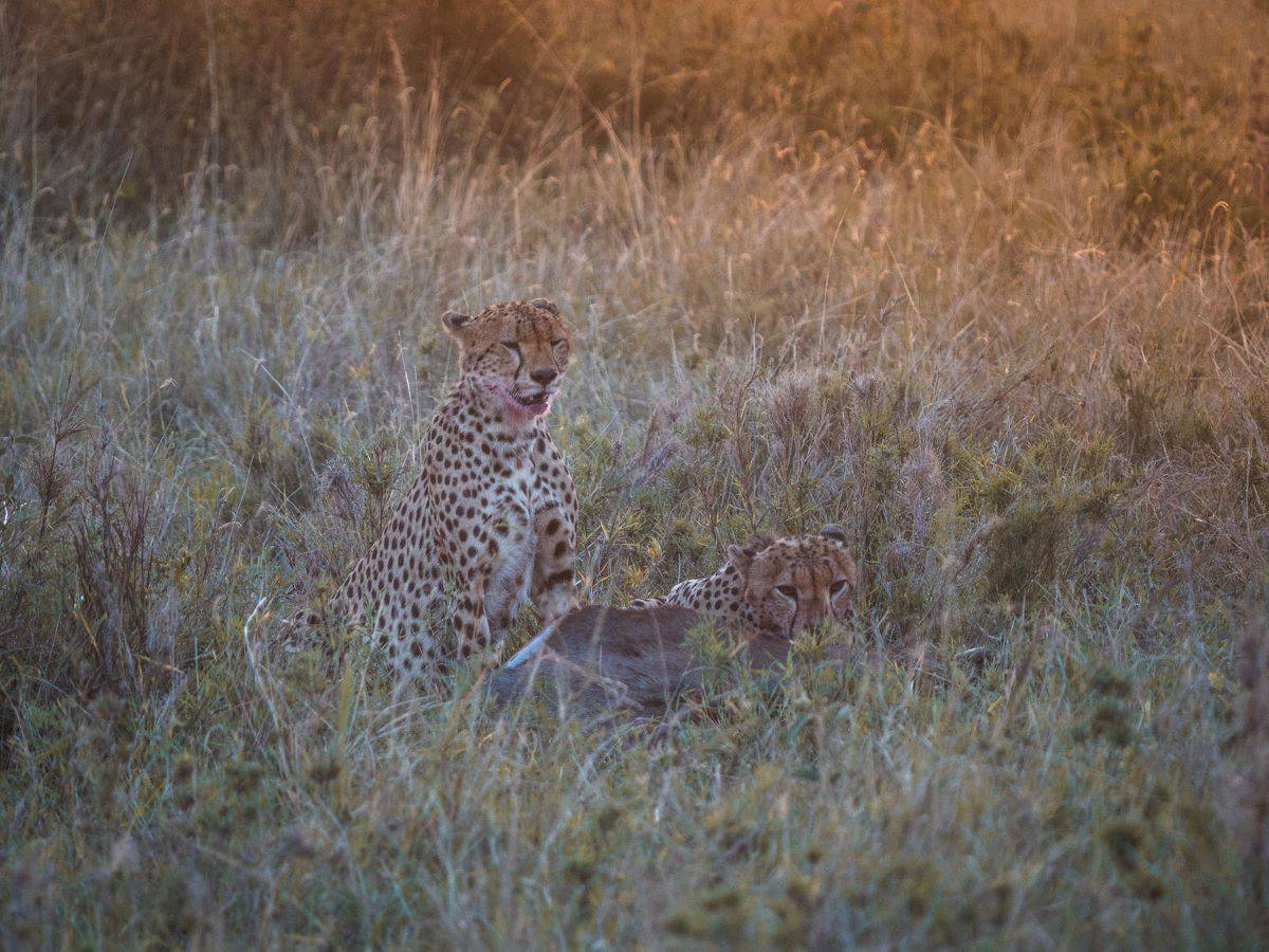 two cheetahs peeking up from tall grass in Tanzania's Serengeti National Park